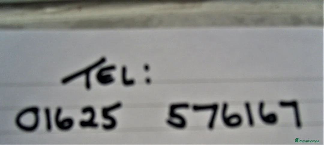 Newfoundland dogs for sale: Newfoundland puppies - Advert 2