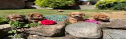 Norfolk Terrier dogs for sale: Stunning KC registered Norfolk terriers - Advert 16