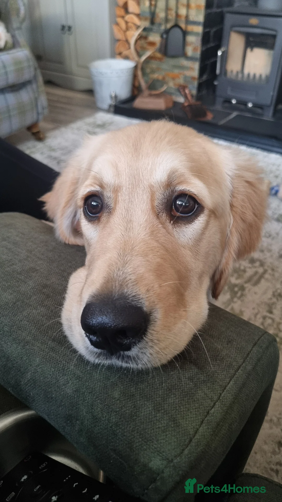 Golden Retriever dogs for sale: Golden retriver  in Middlesbrough - Advert 1