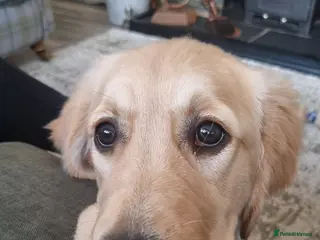 Golden Retriever dogs Golden retriver - Advert 1