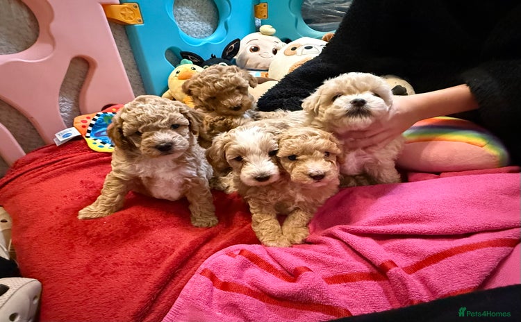 Maltipoo dogs Gorgeous Maltipoo F1b  - Advert 1