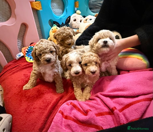 Maltipoo dogs Gorgeous Maltipoo F1b - Advert 4