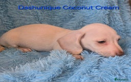 Miniature Dachshund dogs for sale: Rainbow Litter KC REG mini Daxi  - Image 8