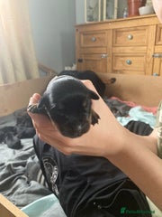 Rottweiler Puppy 2