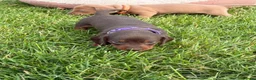 Miniature Dachshund dogs for sale: Beautiful miniature dachshund puppies available  - Advert 11