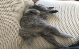 Ragdoll cats for sale: Ready Now Ragdoll x British Shorthair kittens  - Image 8