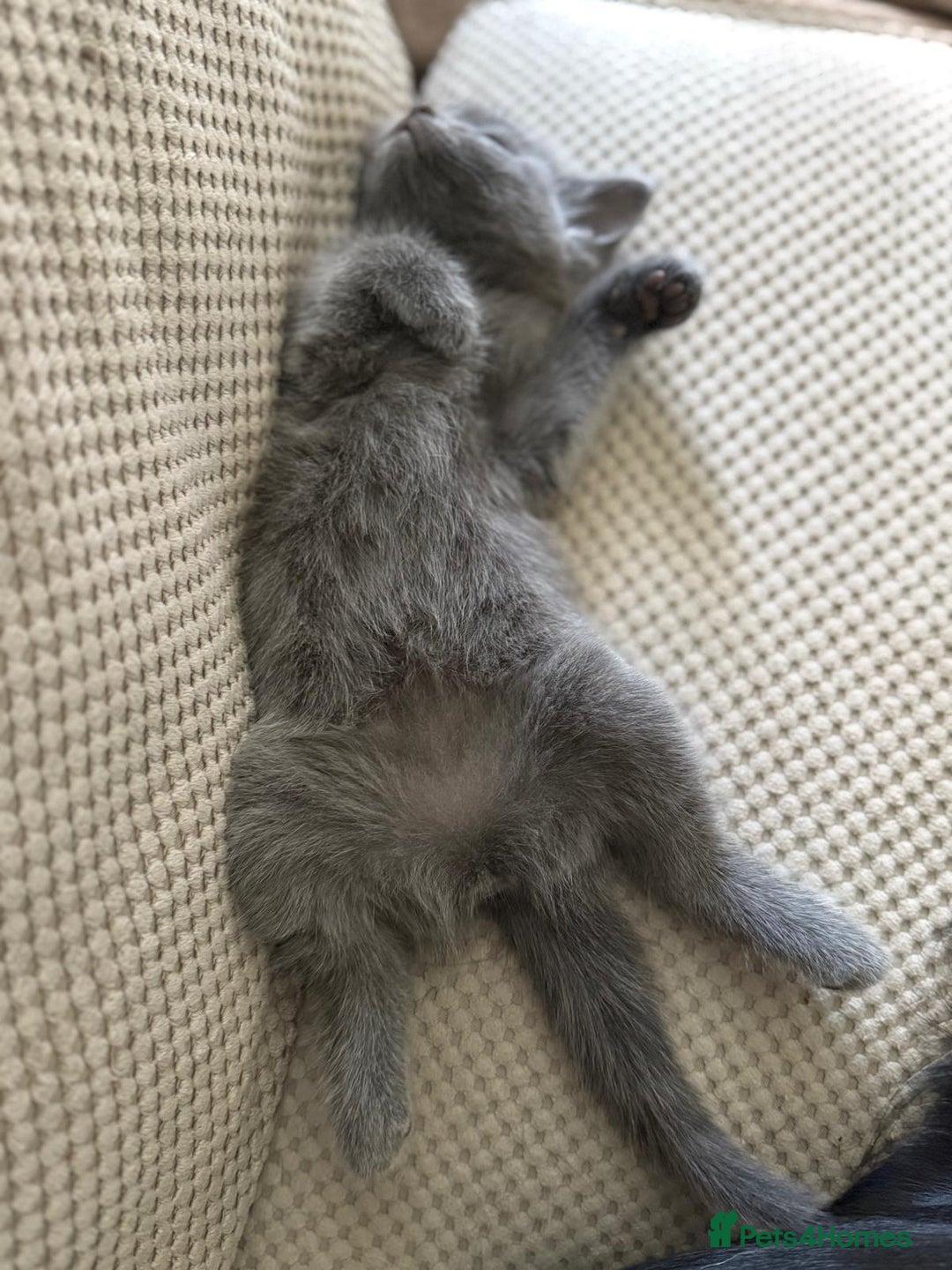 Ragdoll cats for sale: Ready Now Ragdoll x British Shorthair kittens  - Image 8