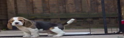 Beagle dogs for sale: Kc registered beagle puppy’s  - Advert 5