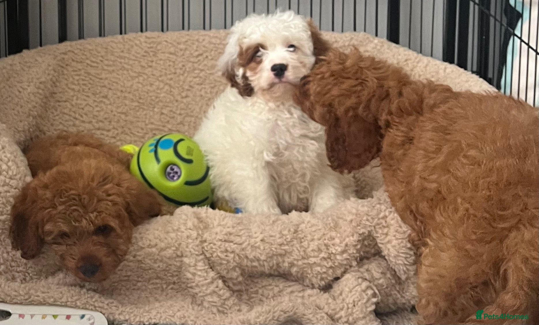 Cavapoo dogs Adorable F1 health clear cavapoo puppies - Advert 14