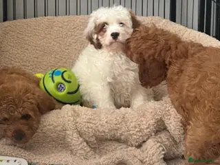 Cavapoo dogs Adorable F1 health clear cavapoo puppies - Advert 14