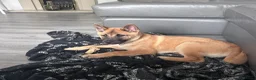 Mixed Breed dogs for sale: Beautiful Female Chow Chow x Belgian Malinois - Advert 3