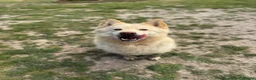 Saarloos Wolfdog dogs for sale: Amazing Low Content Wolfdog Puppy  - Advert 3
