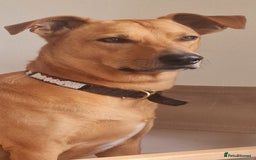 Mixed Breed dogs for adoption: Jimmy is looking for an amazing home - Image 25