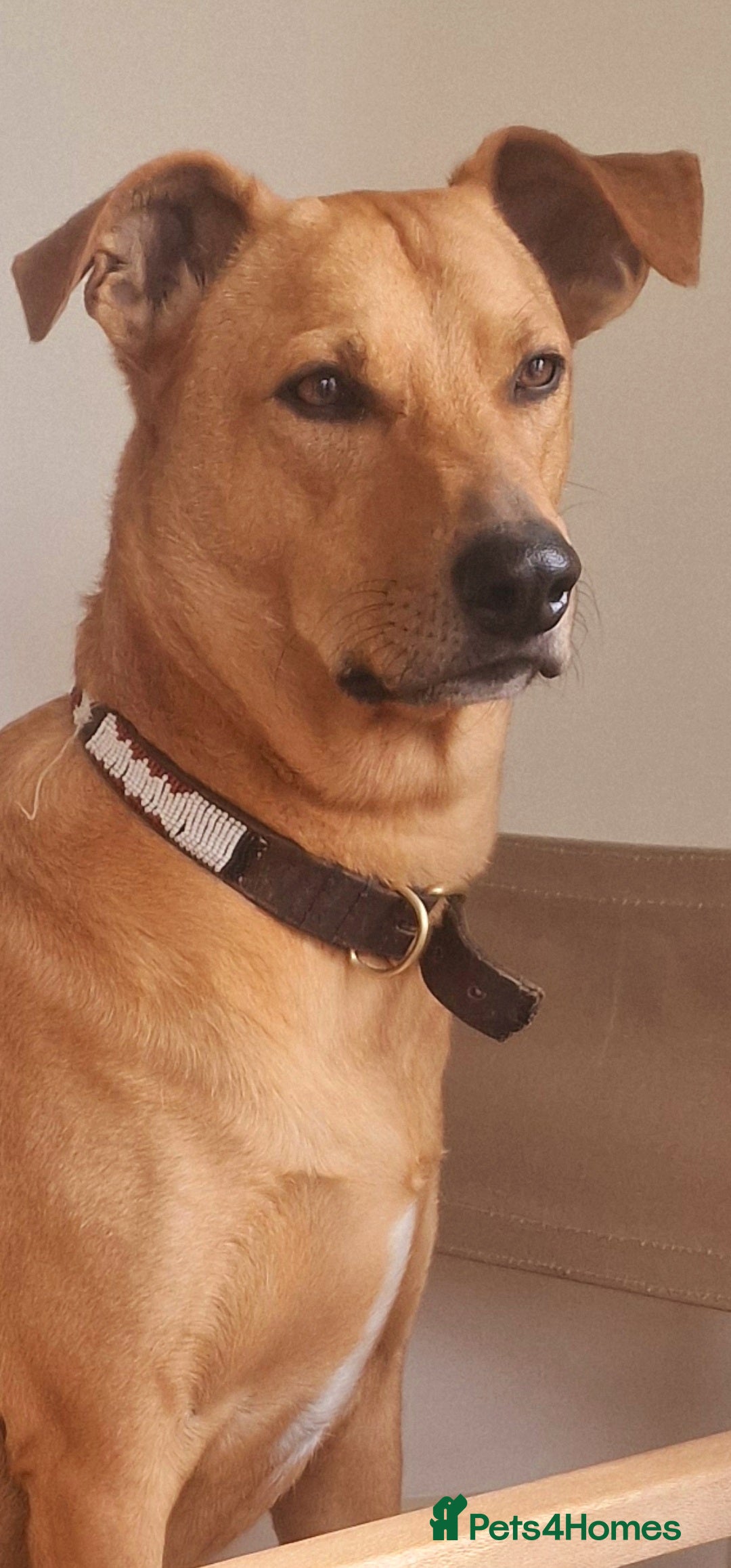 Mixed Breed dogs for adoption: Jimmy is looking for an amazing home - Image 25