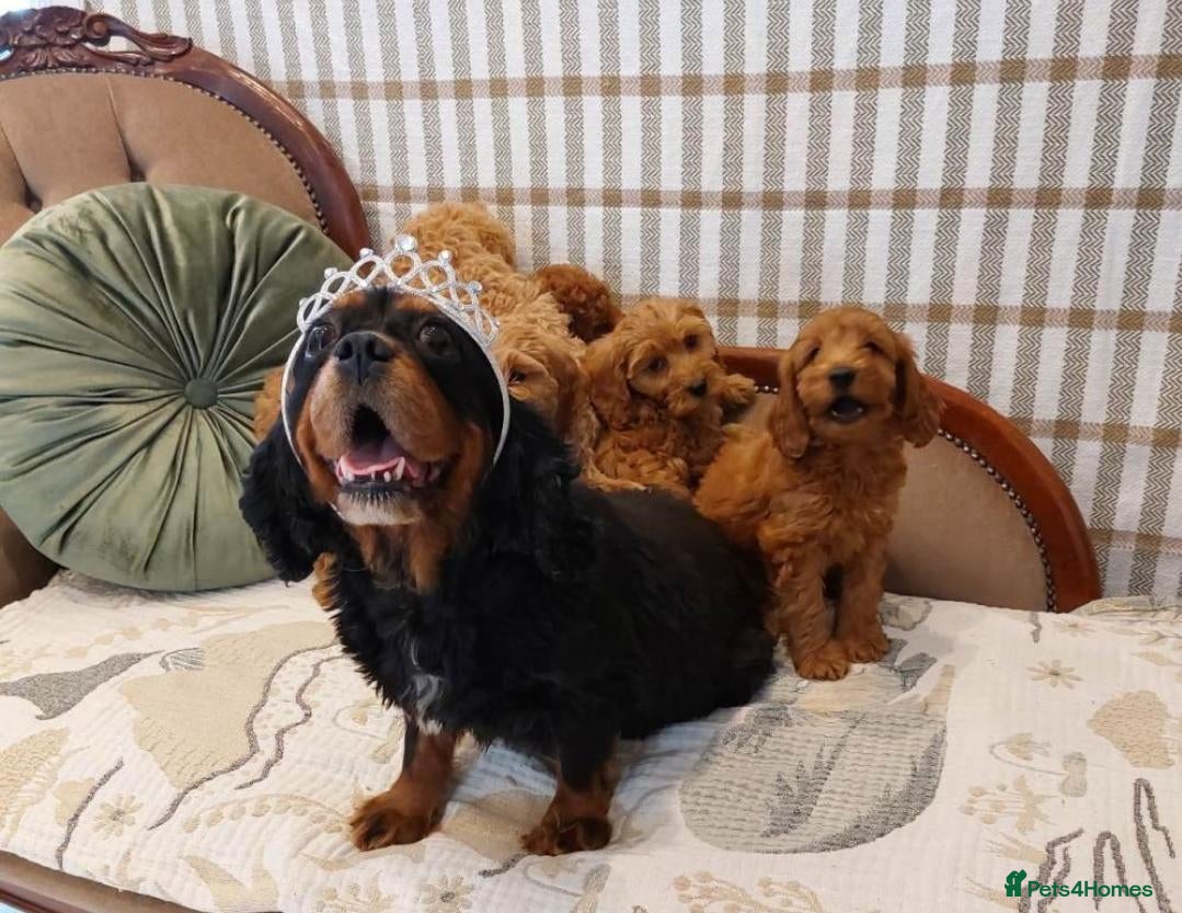 Cavapoo dogs Gorgeous Cavapoo Girls Available  - Advert 1