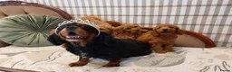 Cavapoo dogs for sale: Gorgeous Cavapoo Girls Available  in Manchester - Advert 1