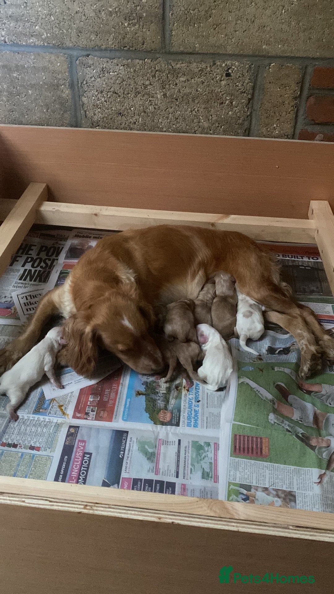 Cocker Spaniel dogs for sale: Working cocker spaniels -legally docked. - Image 9