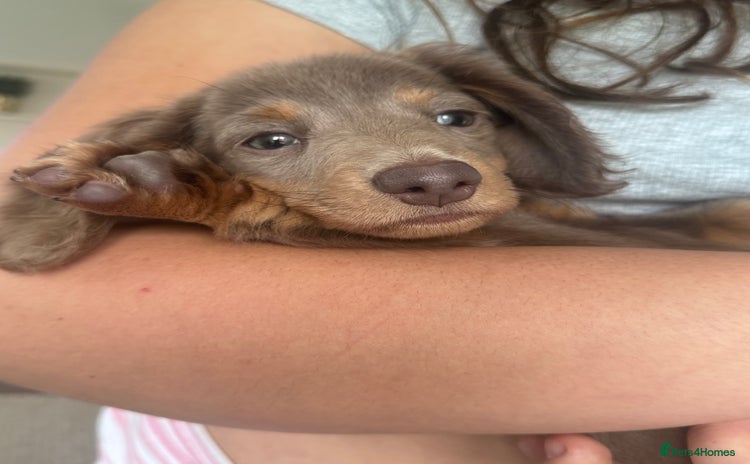 Miniature Dachshund dogs - Advert 3