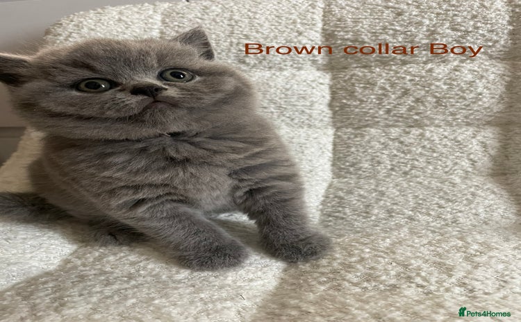 British Shorthair cats - Advert 3