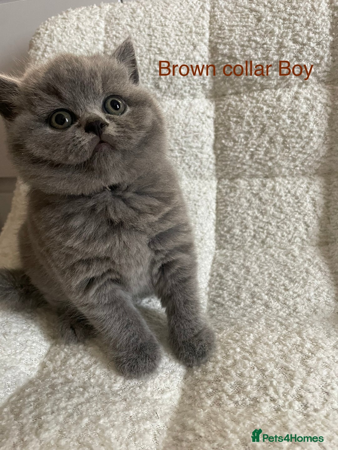 British Shorthair cats for sale: 4 purebred British shorthair kittens  - Image 1
