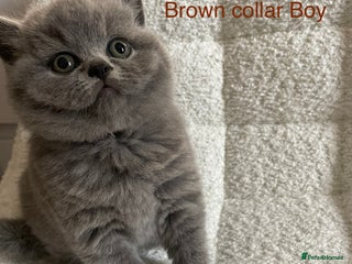 British Shorthair cats for sale - Advert 1