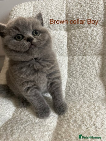British Shorthair cats - Advert 12