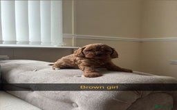 Cavapoo dogs for sale: Cava poo puppies, Ruby Red - Image 4