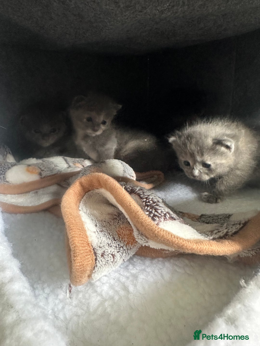 Maine Coon cats for sale: Kittens  - Image 18