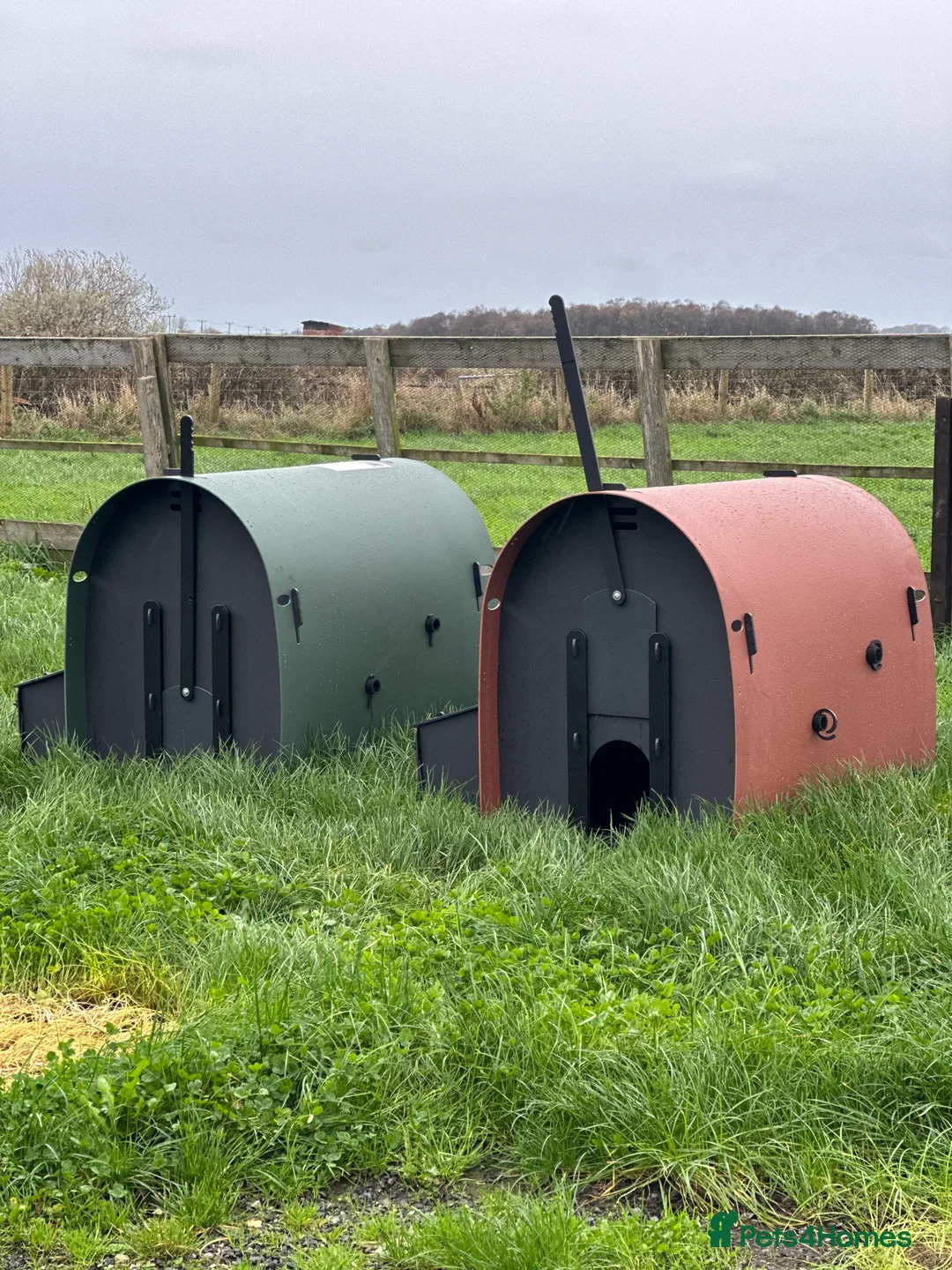 Mixed Breed poultry for sale: Hen House - Recycled - 6 Large Hens - Advert 1