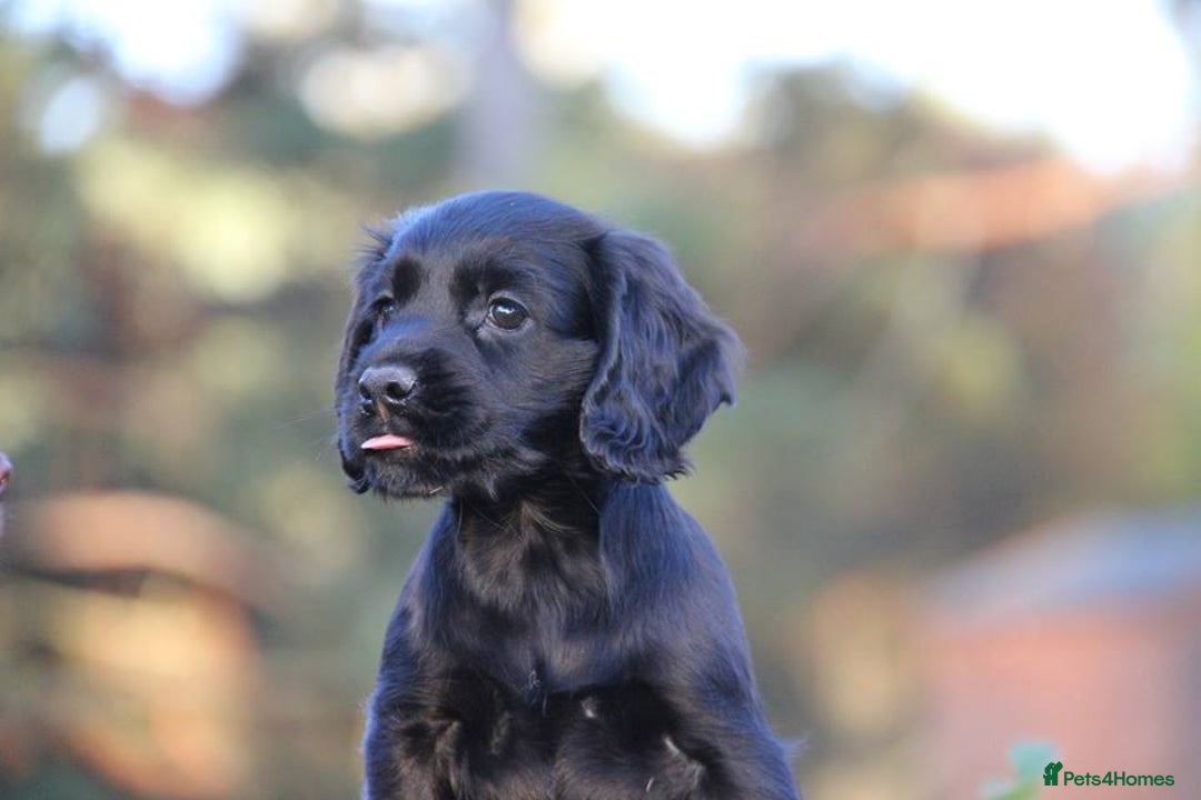 Cocker Spaniel dogs for sale: Gorgeous KC Reg Cocker Spaniels for Forever Homes - Advert 3