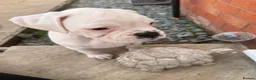 Boxer dogs for sale: Outstanding puppies - best pedigree 73 champions - Advert 15
