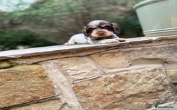 Cocker Spaniel dogs for sale: 3 Beautiful Tan Pointed Show Cockers Kc - Image 5
