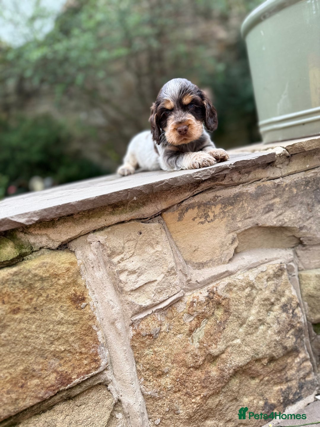 Cocker Spaniel dogs for sale: 3 Beautiful Tan Pointed Show Cockers Kc - Image 5
