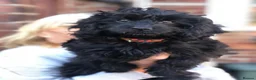 Cavapoo dogs for sale: ❗️REDUCED❗️ready to go 1 GIRL LEFT! black cavapoos - Advert 9
