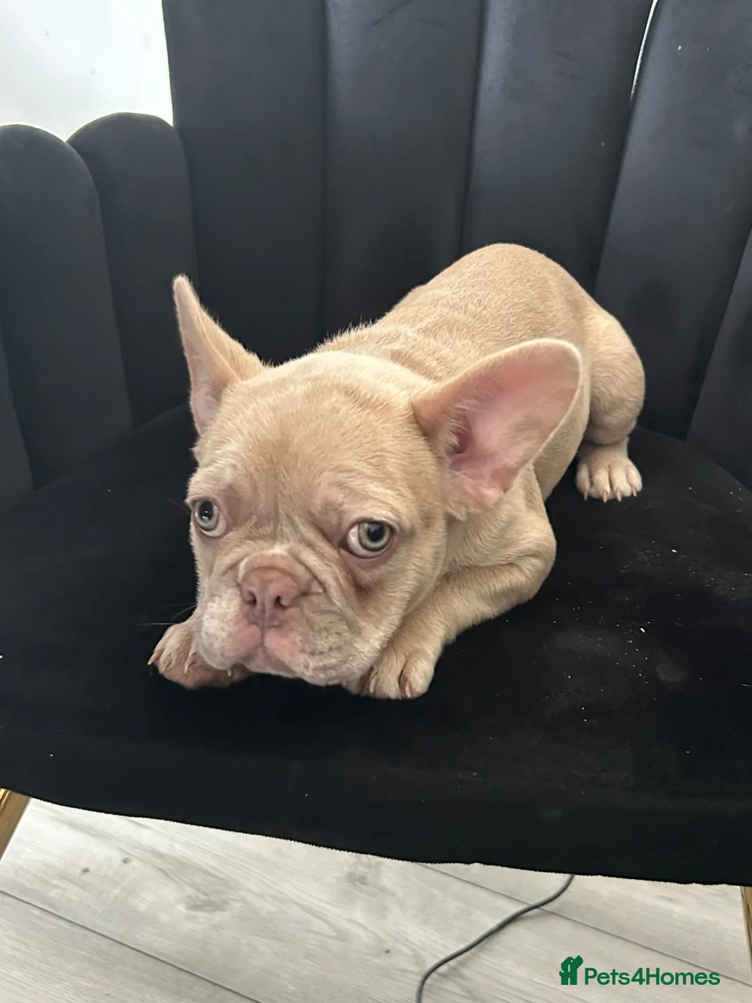 French Bulldog dogs for sale: French Bulldog - Advert 1
