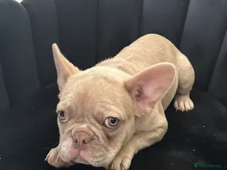 French Bulldog dogs French Bulldog - Advert 1