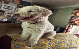 Toy Poodle dogs for sale: Bouncy Boy Toy Poodle - 2 Year Old - Image 4