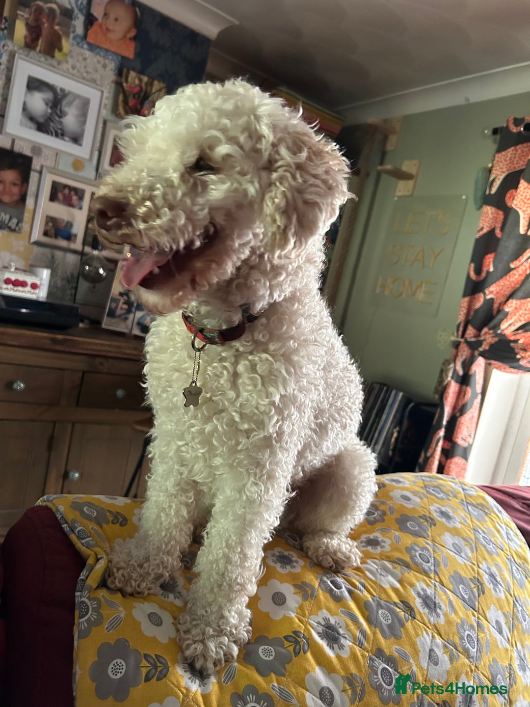 Toy Poodle dogs for sale: Bouncy Boy Toy Poodle - 2 Year Old - Image 4
