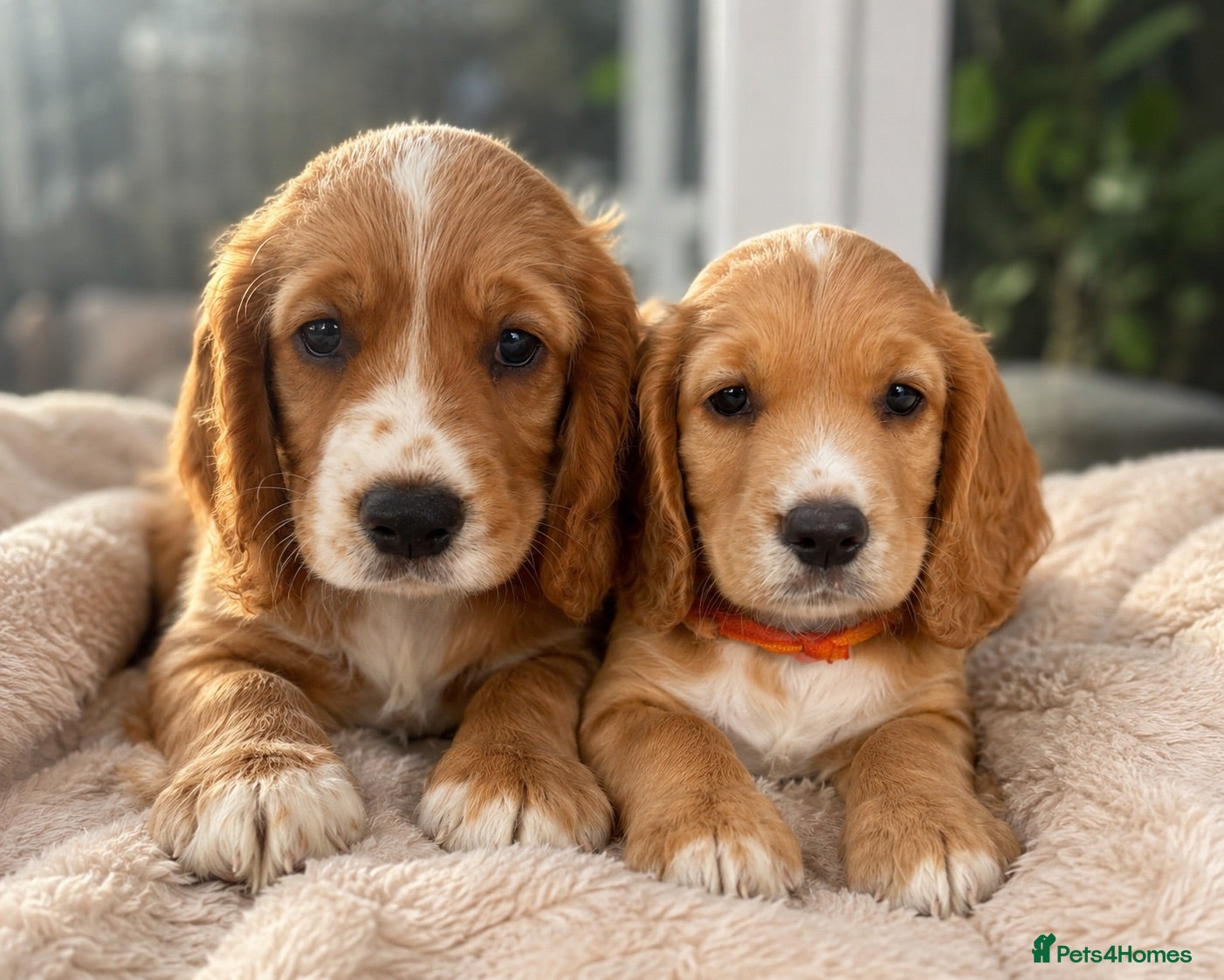 Cocker Spaniel dogs KC registered working cocker spaniels  - Advert 3
