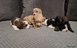 Cavapoo dogs for sale: Stunning Unique cavapoo litter  - Image 15