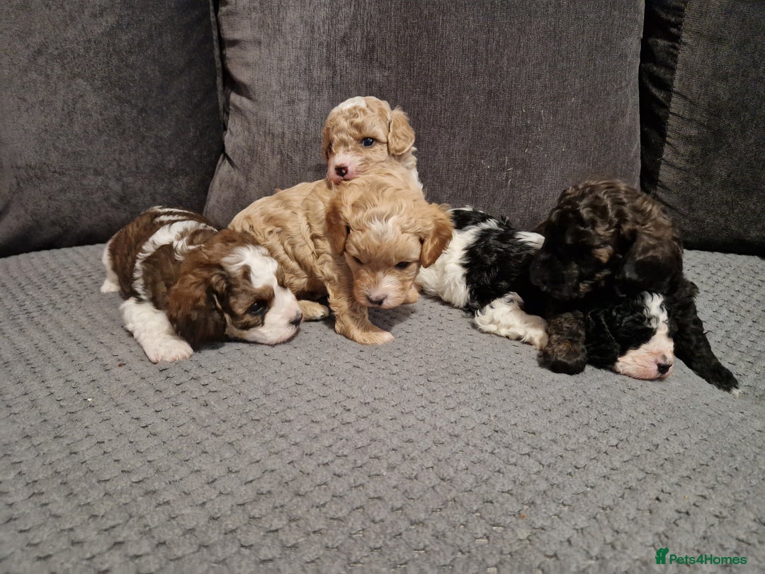 Cavapoo dogs for sale: Stunning Unique cavapoo litter  - Image 15