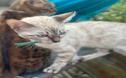 Bengal cats for sale: Bengal Babies ready now. ONE GIRL LEFT.  - Image 16