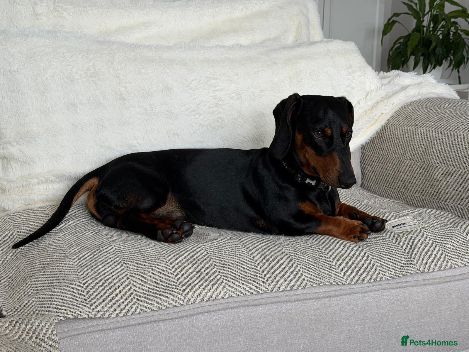 Mixed Breed dogs 💙🐶 FRANKIE – ANOTHER CHANCE FOR A LITTLE SAUSAGE - Advert 1