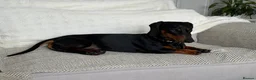 Mixed Breed dogs for adoption: 💙🐶 FRANKIE – ANOTHER CHANCE FOR A LITTLE SAUSAGE in Derby - Advert 1