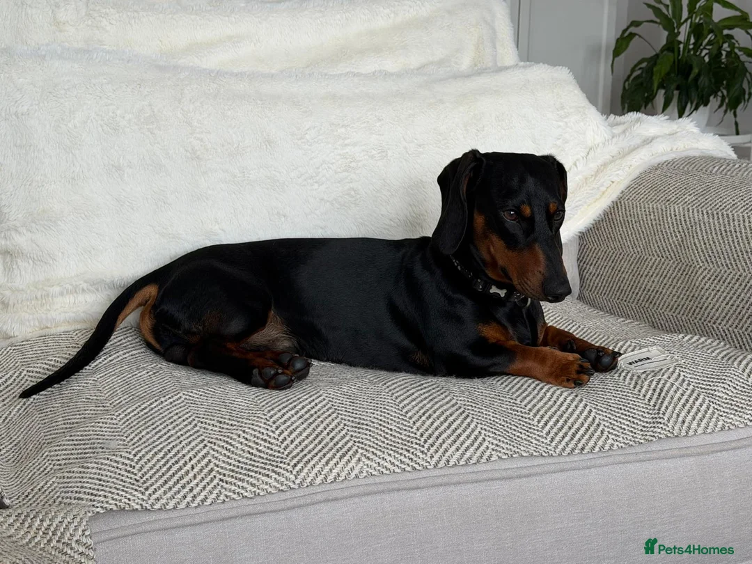 Mixed Breed dogs for adoption: 💙🐶 FRANKIE – ANOTHER CHANCE FOR A LITTLE SAUSAGE in Derby - Advert 1