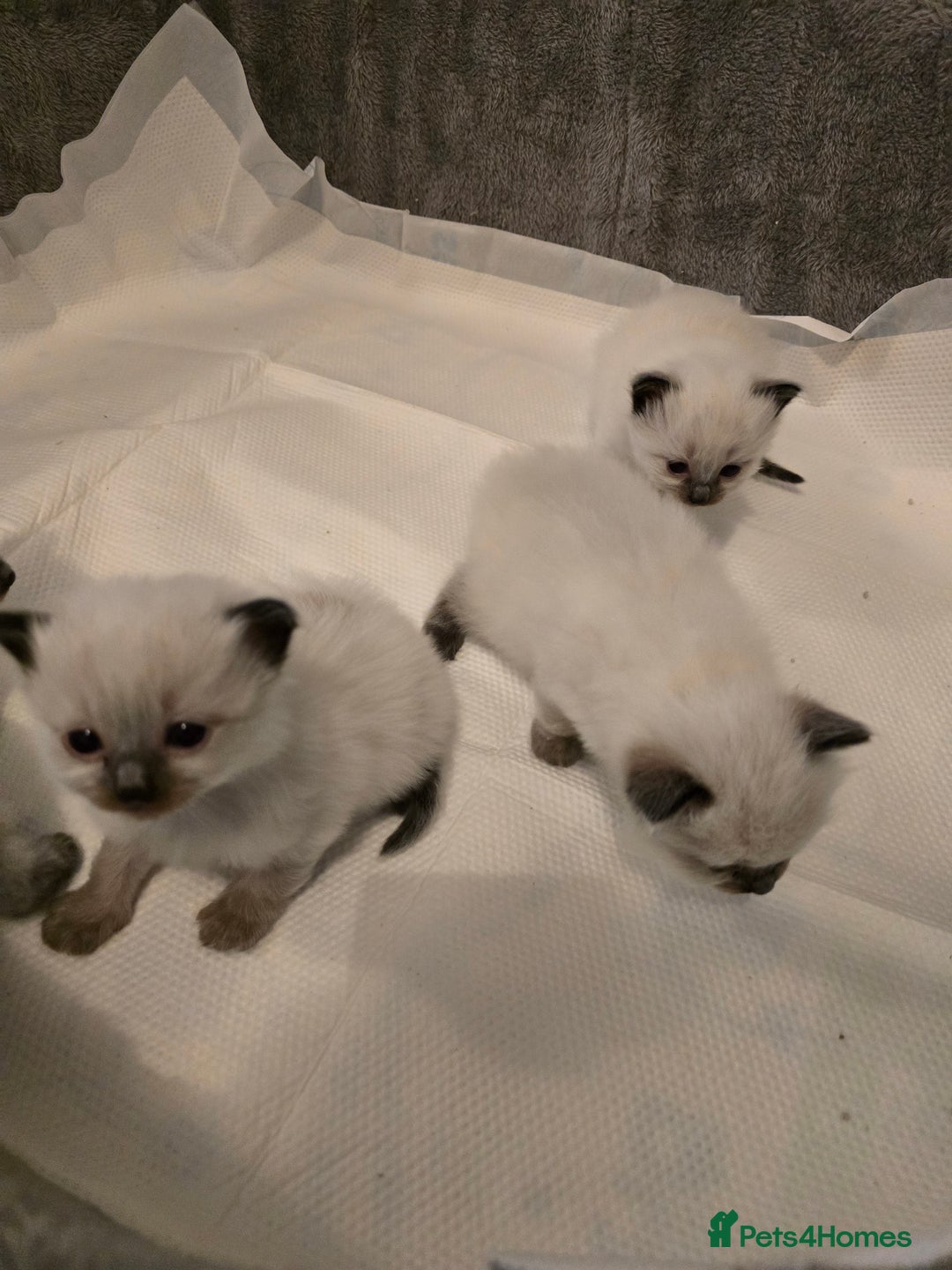 Ragdoll cats for sale: Ragdol KITTENS 😸 ♥️  - Image 5