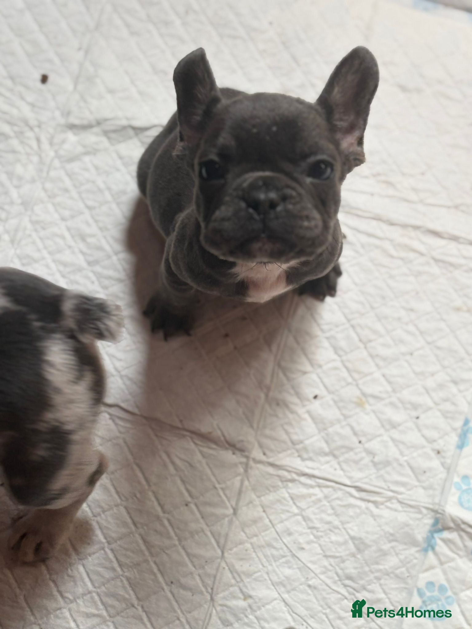 French Bulldog dogs 🐾 Beautiful French Bulldog Puppies 🐾 - Advert 5