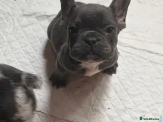 French Bulldog dogs 🐾 Beautiful French Bulldog Puppies 🐾 - Advert 1