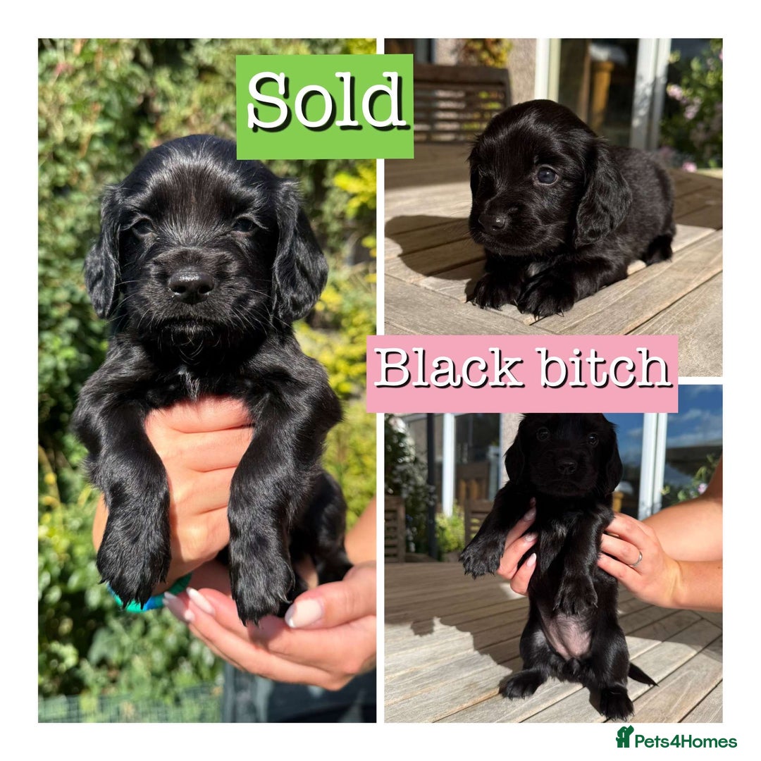 Sprocker dogs for sale: 6 Sprocker Puppies For Sale  - Image 4