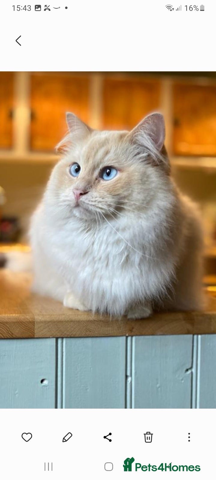 Ragdoll cats A young gentleman ragdoll - Advert 11